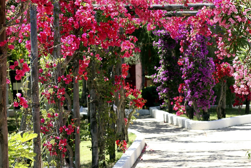 Kvetoucí krása, Costa Rei, Sardinie, Itálie