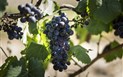 Is Cheas - Farma - Vlastní vinice, San Vero Milis, Sardinie