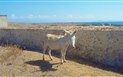 Kraj SASSARI - Endemický bílý osel na ostrov Asinara