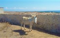 Oblast ALGHERO - Endemický bílý osel na ostrov Asinara