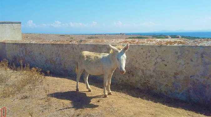 Endemický bílý osel na ostrov Asinara