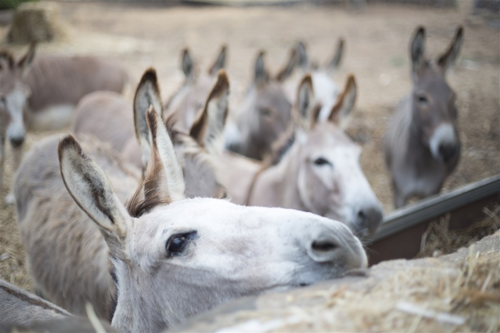 Agriturismo S`Ozzastru - Oslíci z farmy, Dorgali, Sardinie