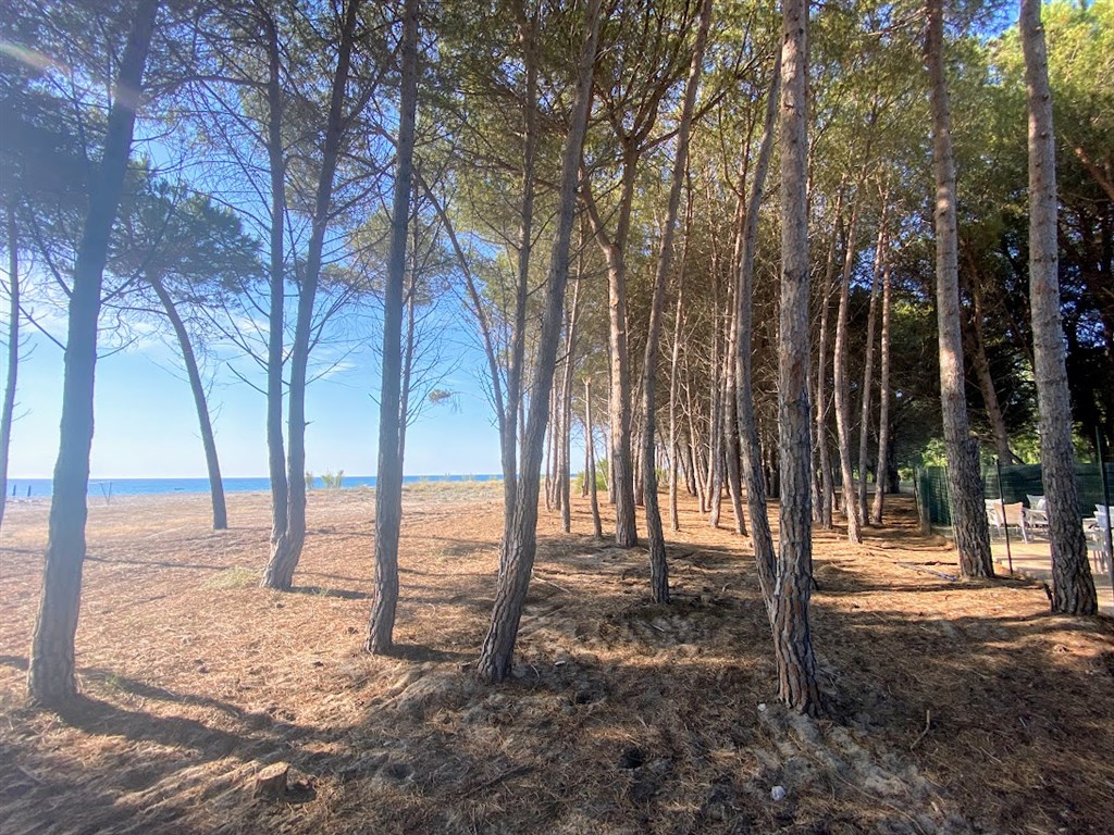Vzrostlý piniový háj u pláže, Cardedu, Sardinie