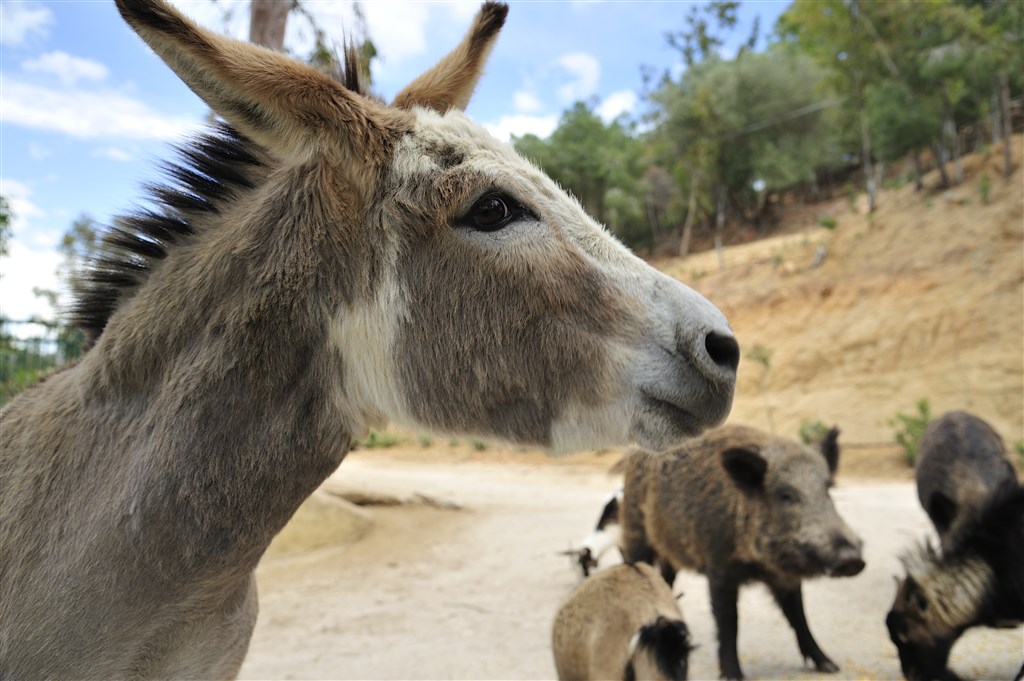 Natur Park, Arbatax, Sardinie