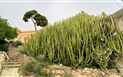 Dlouhověká Sardinie a její modrá zóna - Botanická zahrada, Cagliari, Sardinie