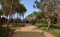 Fiore di Maggio - Cesta přes piniový haj na pláž, Villasimius, Sardinie