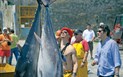Girotonno - Tuňáková jízda - Výlov tuňáků, Carloforte, Sardinie