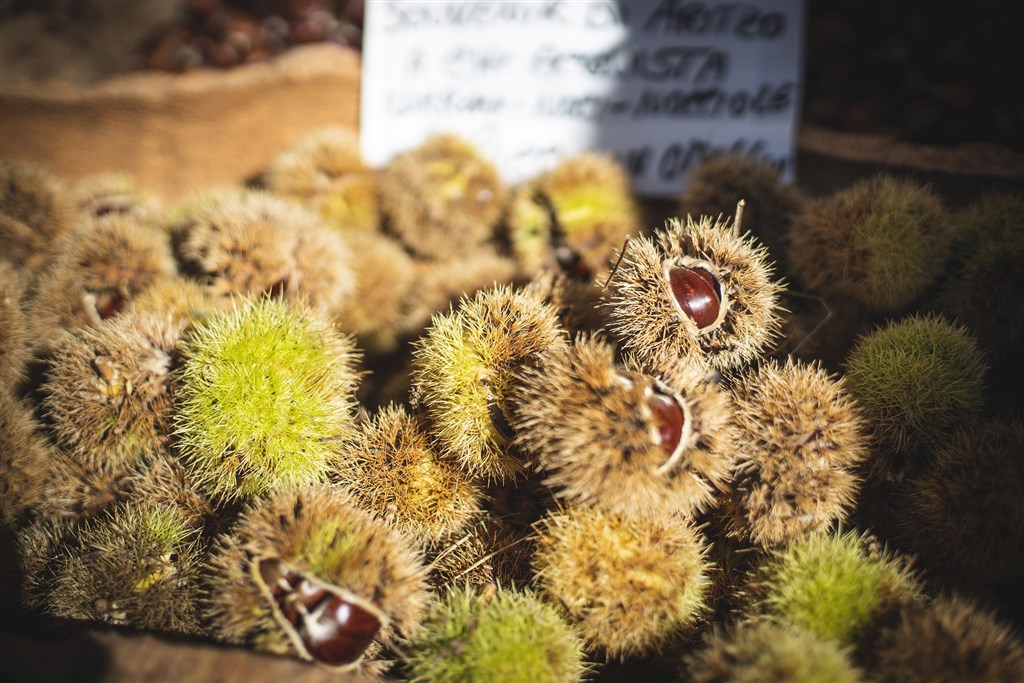 Jedlé kaštany, Aritzo, Sardinie