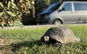 Eco Village Baia delle Ginestre - Místní fauna, Teulada, Sardinie