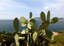 Opuncie a Capo Caccia