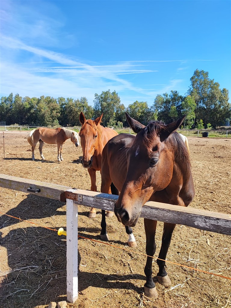 Koně, Arborea, Sardinie