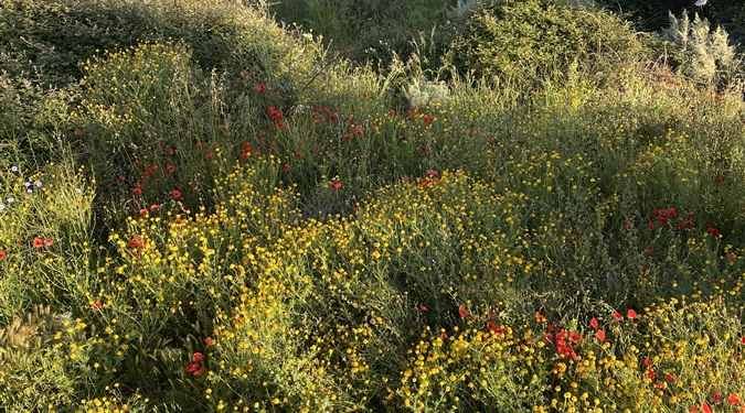Dorgali - Místní divoká flora, Dorgali, Sardinie