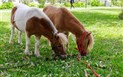 Sardinie v sedle – Horse Country & Spa - Horse Country Resort-10