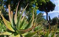Sardinská vinařská cesta: za historií a chutěmi ostrova - cagliari_botanicka_zahrada_55410030_l