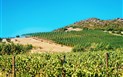 Sardinská vinařská cesta: za historií a chutěmi ostrova - vinice_101995181_l1