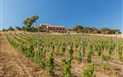 Tenuta Petra Bianca - Domácí vinná réva, Palau, Sardinie