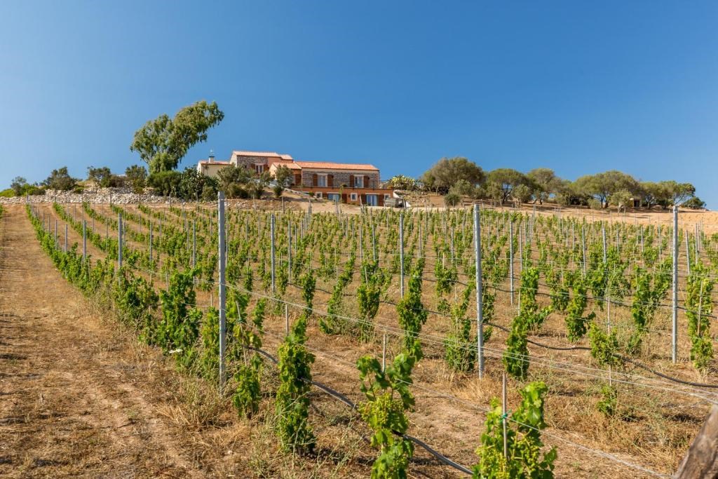 Domácí vinná réva, Palau, Sardinie