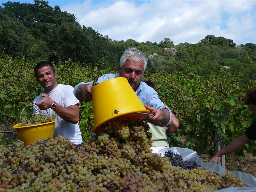 Agriturismo Li Pireddi - Sběr hroznů, Aglientu, Sardinie