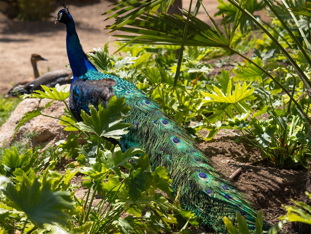 Nature Park, Santa Margherita di Pula, Sardinie
