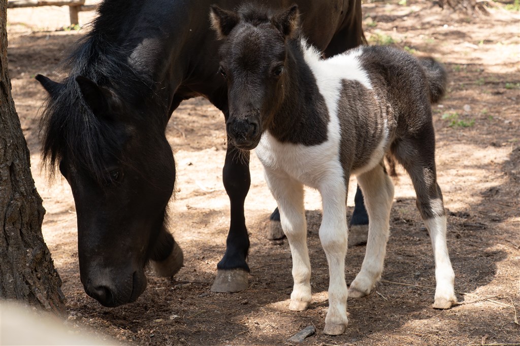 Nature Park, Santa Margherita di Pula, Sardinie