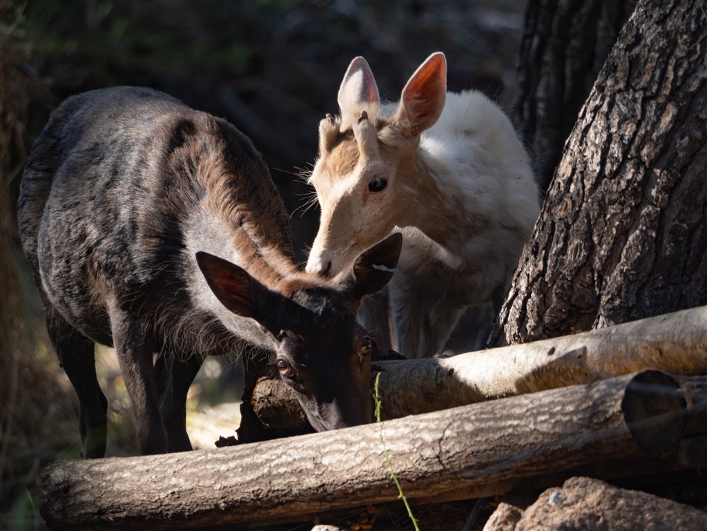 Nature Park, Santa Margherita di Pula, Sardinie