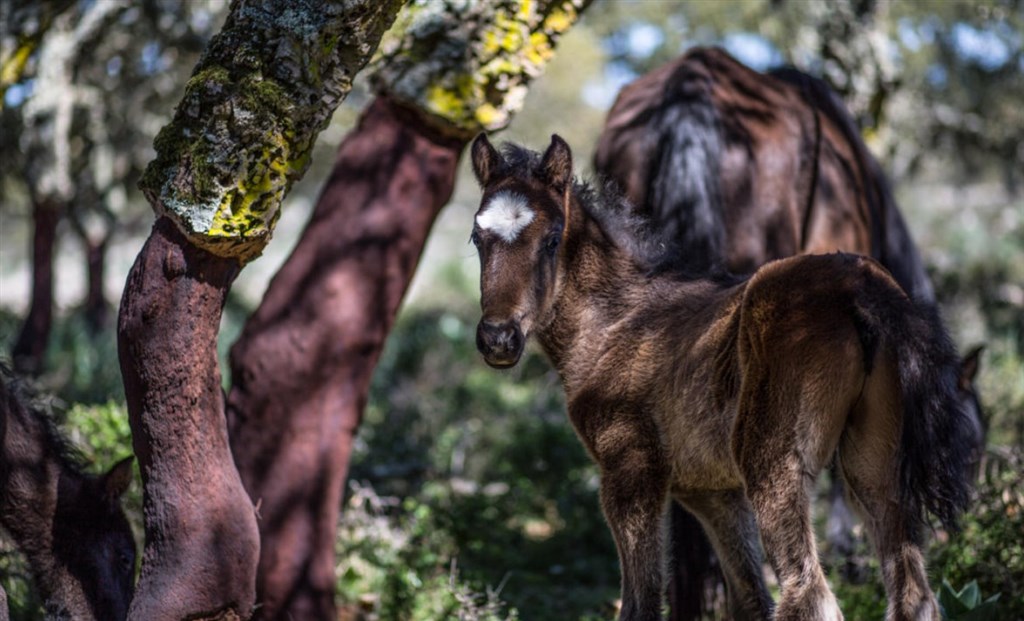 Cortis Antigas - Hříbě v Giara, Gesturi, Sardinie