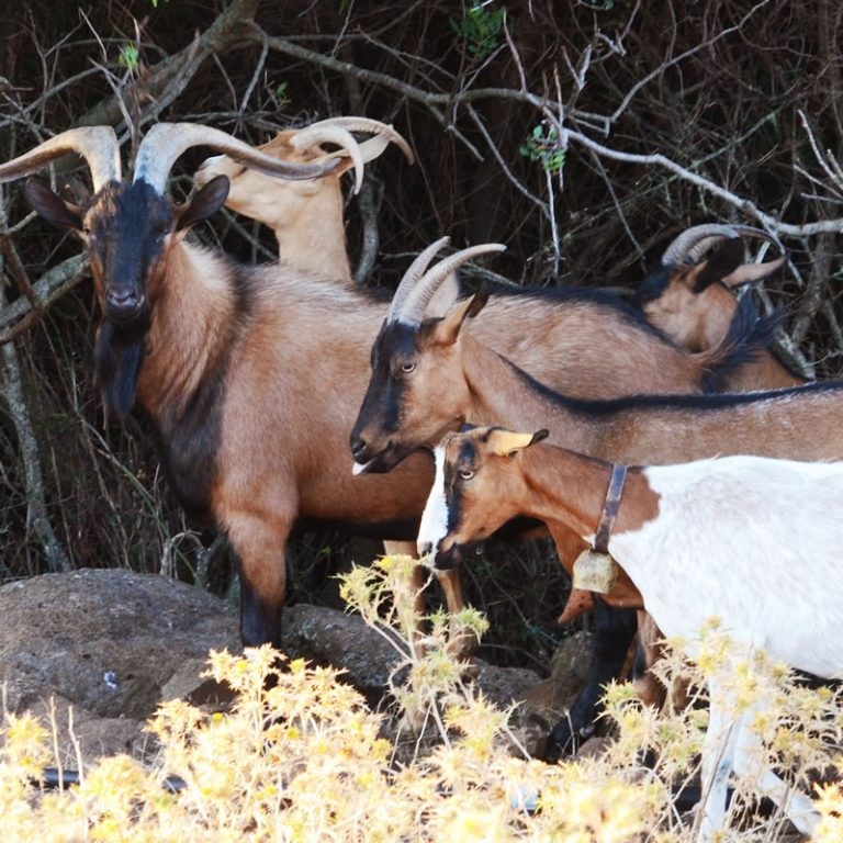 Agriturismo S`Ozzastru - Kozy z farmy, Dorgali, Sardinie