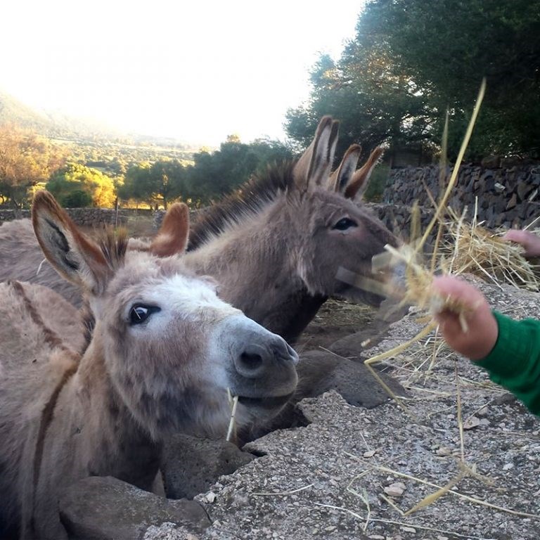 Agriturismo S`Ozzastru - Krmení oslíků, Dorgali, Sardinie