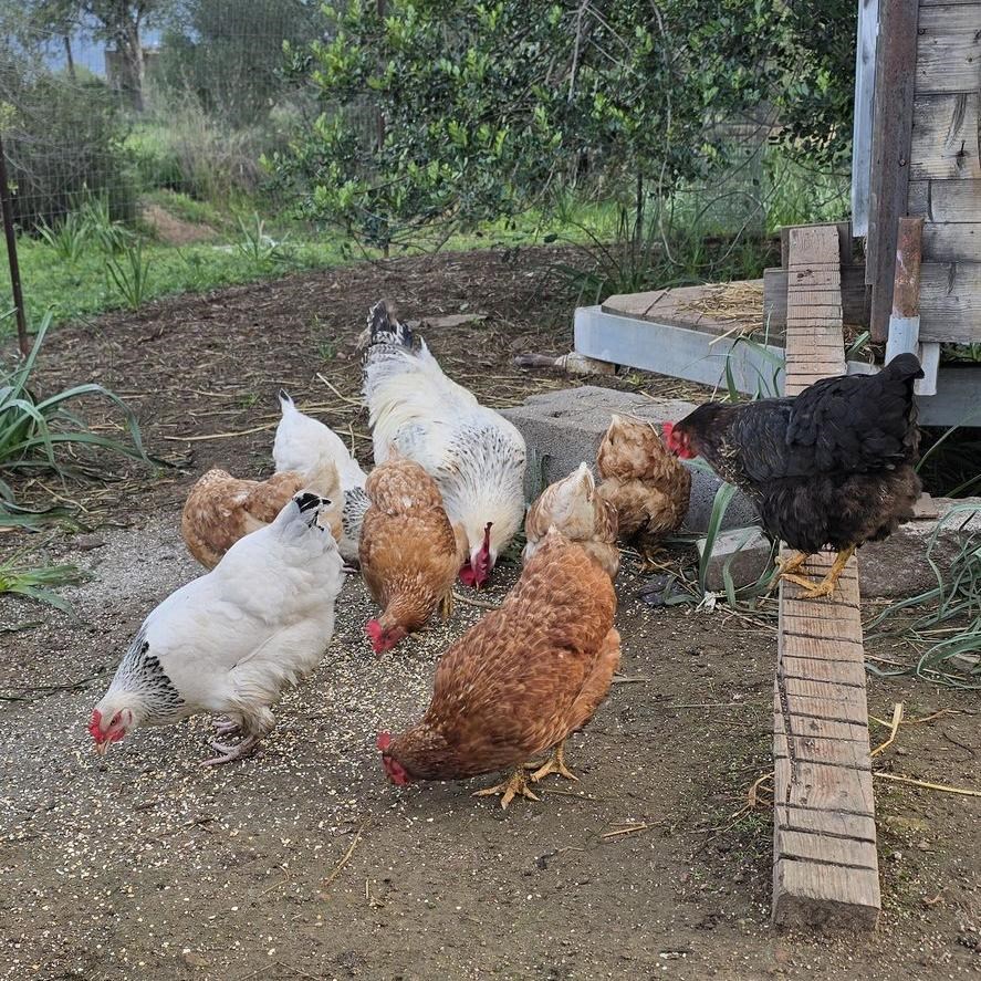 Cantos e Sonos - Slepičky, Triei, Sardinie