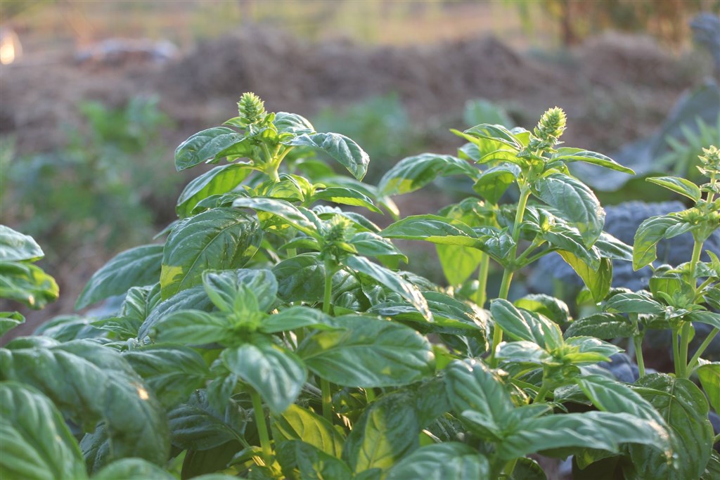 Cantos e Sonos - Zahrada, Triei, Sardinie