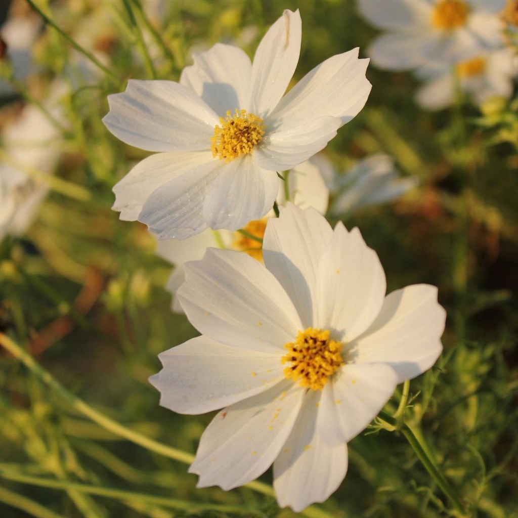 Cantos e Sonos - Zahrada, Triei, Sardinie