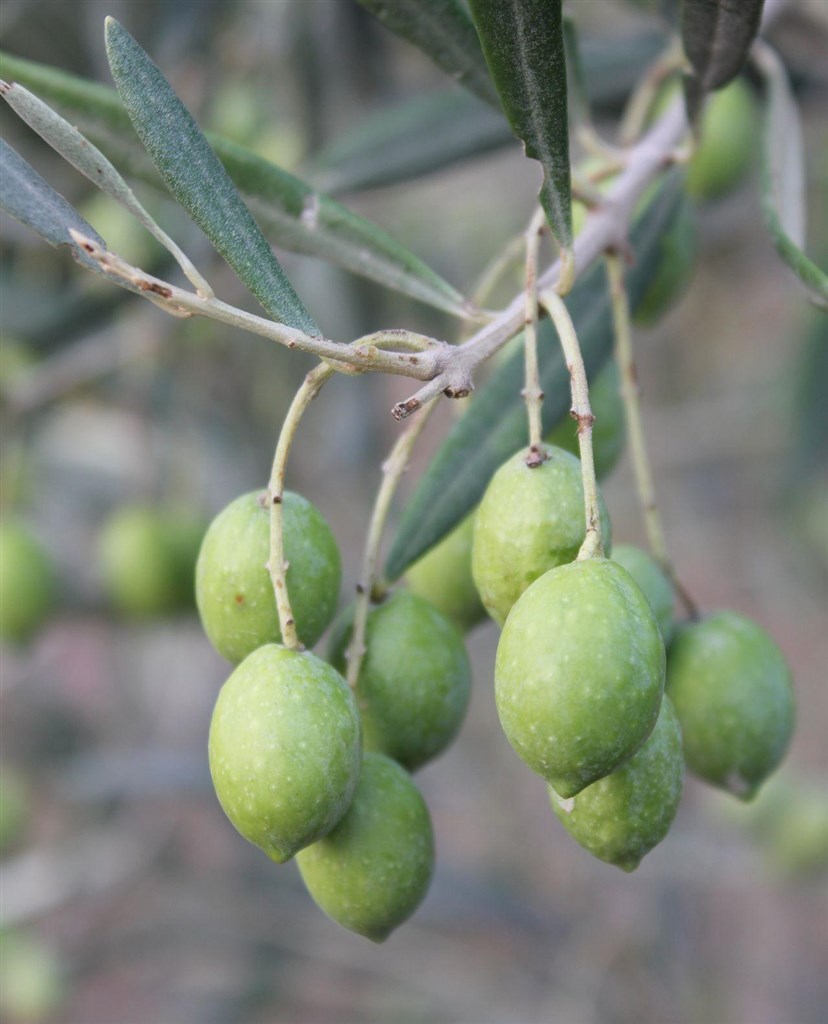 Cantos e Sonos - Olivy, Triei, Sardinie