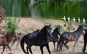 Arbatax Park Resort - Hotel Telis - Divocí koně v parku Bellavista, Arbatax, Sardinie