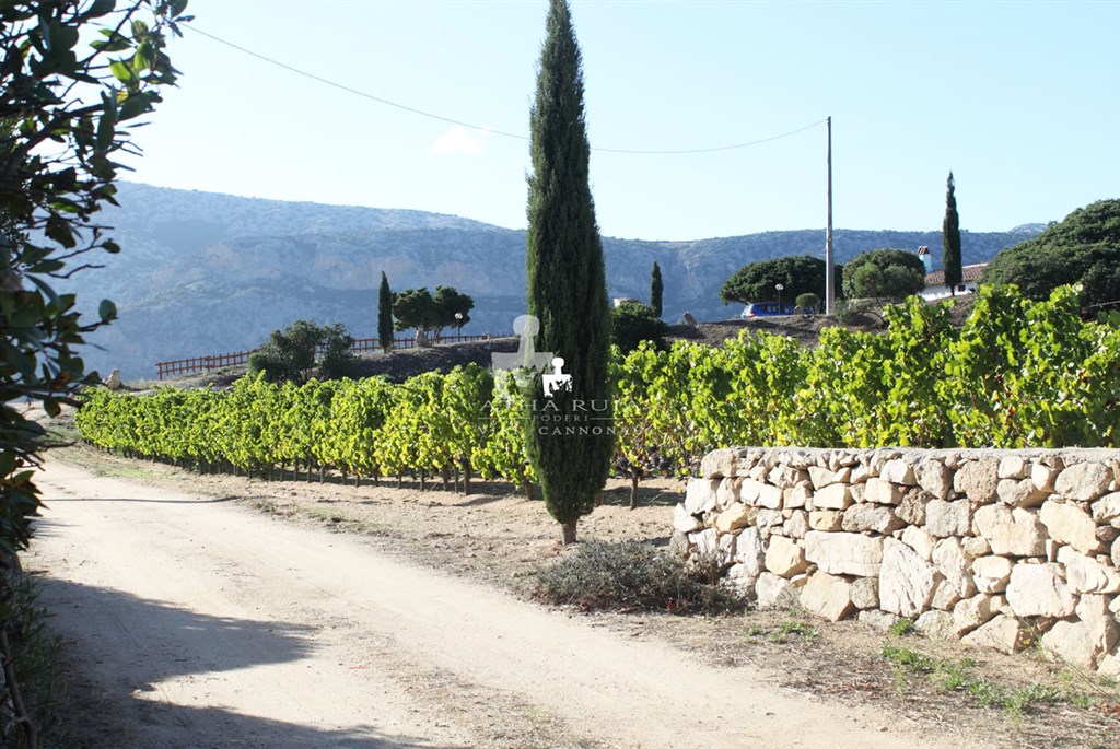 Místní vinařství, Nuraghe Arvu, Sardinia
