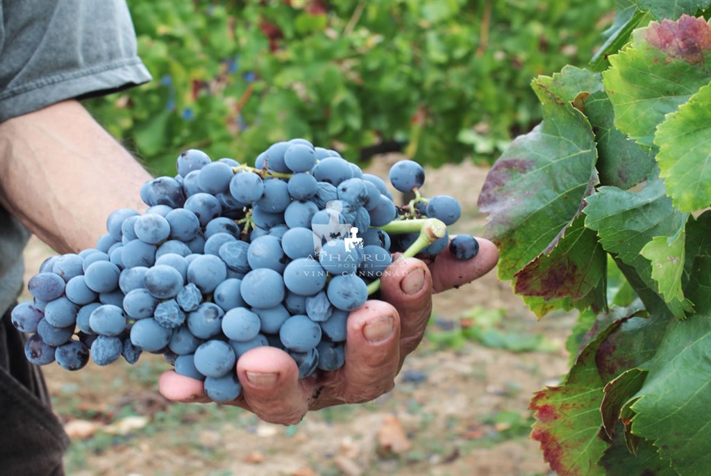Plody místních vinice, Nuraghe Arvu, Sardinia