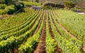 Vinné stezky Sardinie - adults only - Vinice