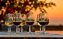 Vinné stezky Sardinie - adults only - Degustace